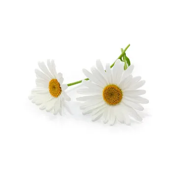 White Daisy Flower